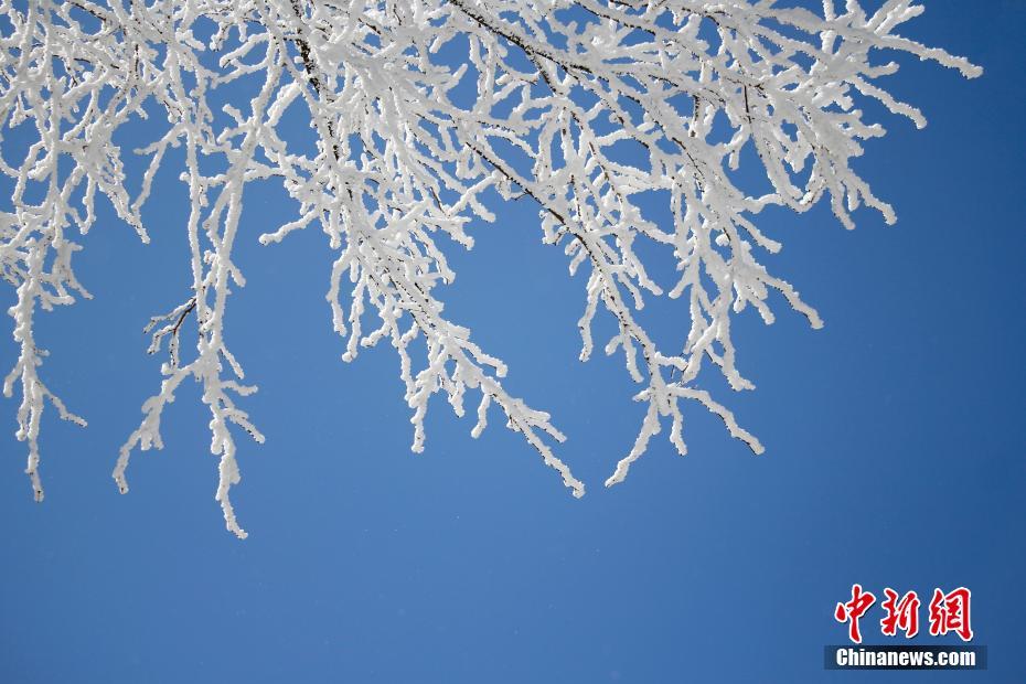 우빙&상고대 현상 동시에 펼쳐진 장시 루산 산! 꽁꽁 얼어붙은 꽃과 나무