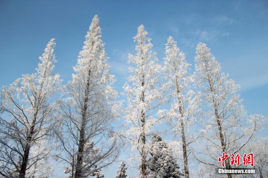 우빙&상고대 현상 동시에 펼쳐진 장시 루산 산! 꽁꽁 얼어붙은 꽃과 나무