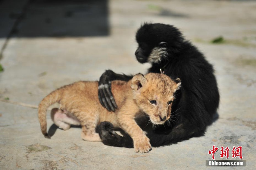 중국 윈난 야생동물원의 새끼 사자, 여기저기 귀여움 한가득