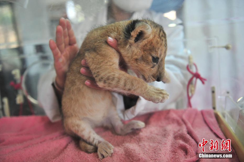 중국 윈난 야생동물원의 새끼 사자, 여기저기 귀여움 한가득