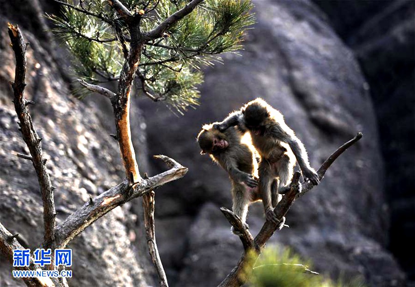 허베이 청더 솽타산의 히말라야원숭이들, 봄의 향기를 찾아서