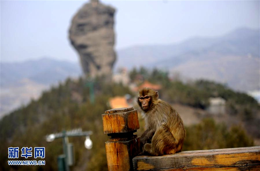허베이 청더 솽타산의 히말라야원숭이들, 봄의 향기를 찾아서