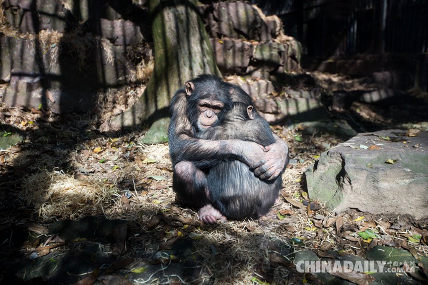 세계 수면의 날, 동물들이 잠자는 모습 엿보기: 원숭이는 감동 만점, 판다는 동작 난이도↑