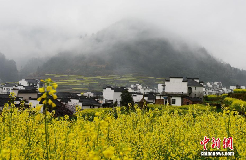 中 가장 아름다운 마을, 피어 오른 운무&만발한 유채꽃