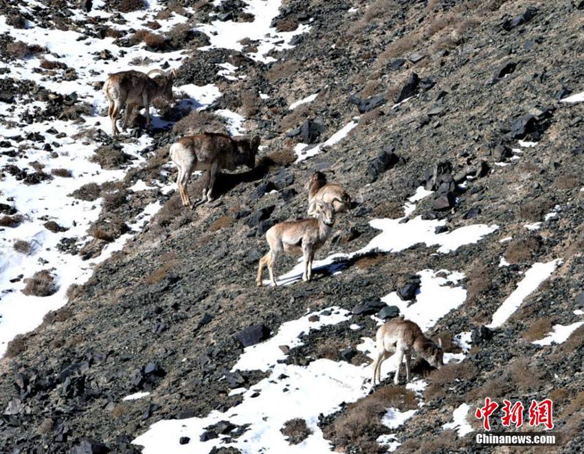 간쑤의 가파른 절벽에 나타난 멸종위기종 ‘큰뿔양’