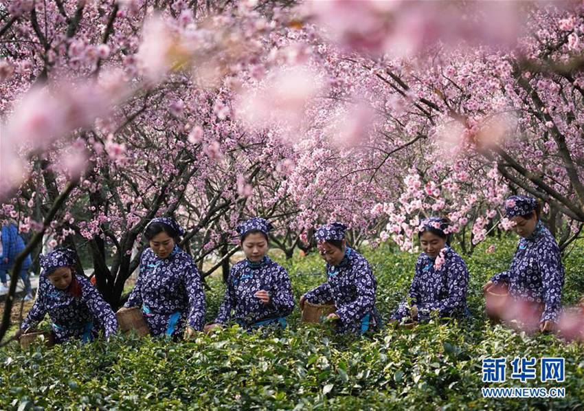 3월 21일 여성 직원들이 중산(鐘山) 산 풍경구의 생태 차밭에서 찻잎을 따는 모습