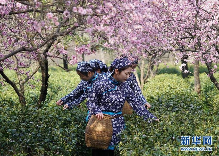 중국 난징 봄차 수확 시즌 돌입, 우화차 수확 한창