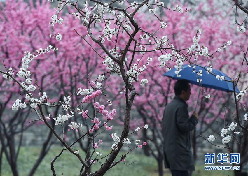 3월 23일 한 관광객이 베이징(北京, 북경) 밍청창[明城墻, 명(明)대 성벽] 유적공원에서 비를 맞으며 꽃을 감상하는 모습