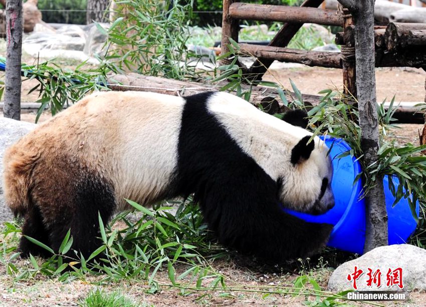 중국 지난동물원, 동물들에게 야생성 키워주는 ‘게임’ 시켜