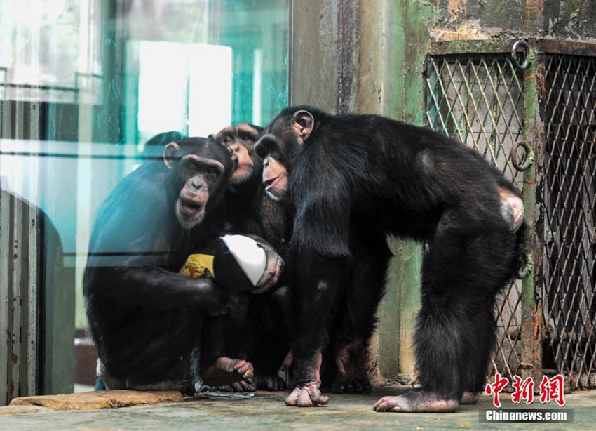 중국 지난동물원, 동물들에게 야생성 키워주는 ‘게임’ 시켜