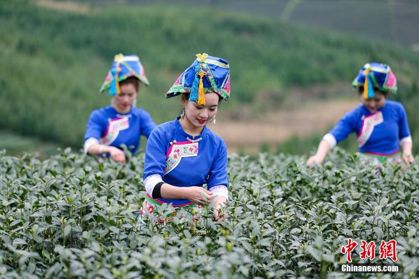 명전차 찻잎 따기 시즌 돌입, 바쁜 동족(侗族) 여성들의 일상