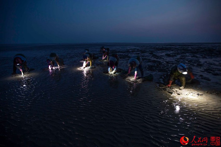 ‘갯벌의 여인들’ 랴오닝성 진저우의 아름다운 광경