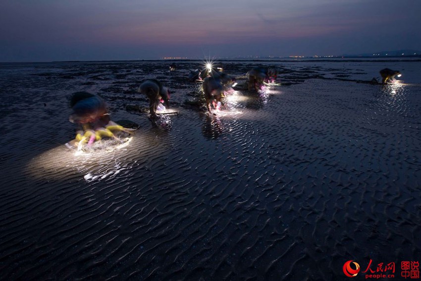 ‘갯벌의 여인들’ 랴오닝성 진저우의 아름다운 광경