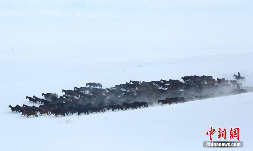 중국 신장 눈밭 가로지르는 말 떼들, 엄청난 수와 엄청난 힘