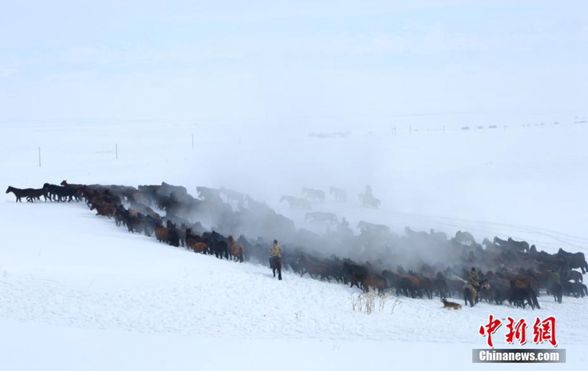 중국 신장 눈밭 가로지르는 말 떼들, 엄청난 수와 엄청난 힘