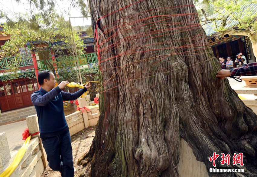 쿤밍, ‘드론+고도계’로 920년 만에 높이 측정된 나무