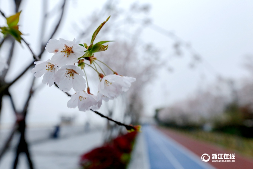 중국 항저우 빈장구의 아름다운 조깅 코스, 환상적인 벚꽃길로 변신