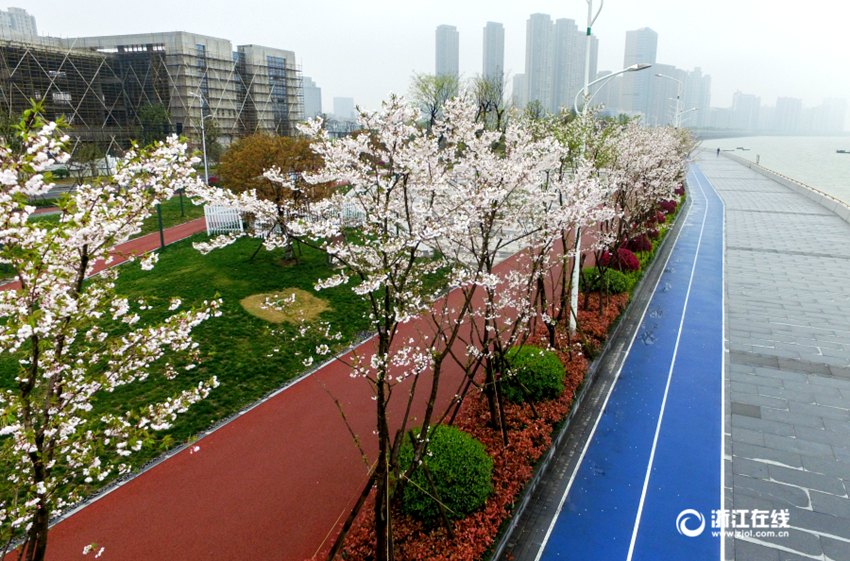 중국 항저우 빈장구의 아름다운 조깅 코스, 환상적인 벚꽃길로 변신
