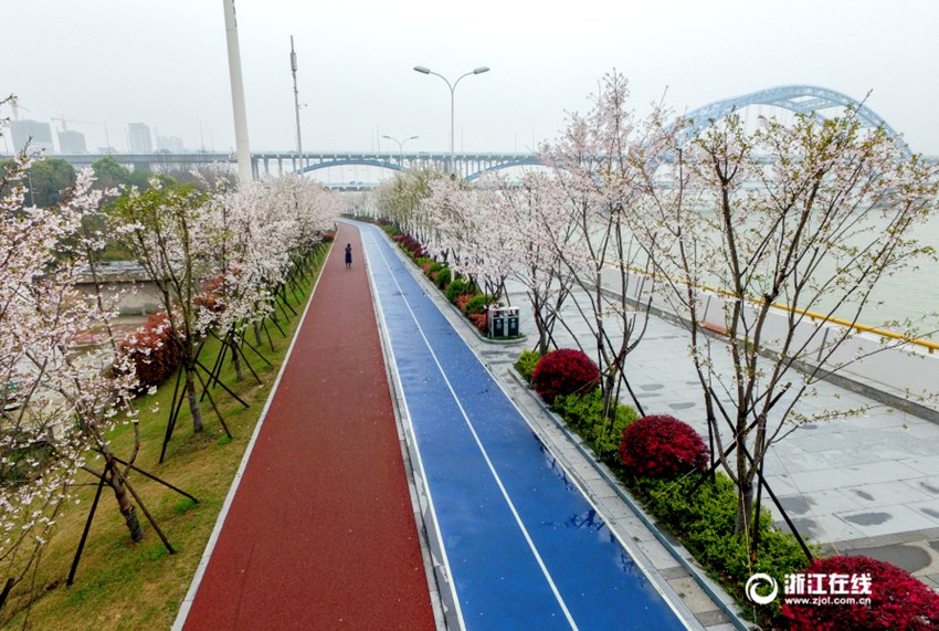 중국 항저우 빈장구의 아름다운 조깅 코스, 환상적인 벚꽃길로 변신
