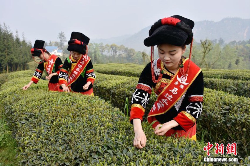 중국 쓰촨 마볜의 찻잎 따기 축제, 8만 농민의 ‘그린 뱅크’