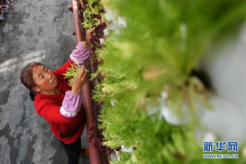 중국 간쑤 위중, 스마트 농업 붐: 농민이 돈 버는 시대