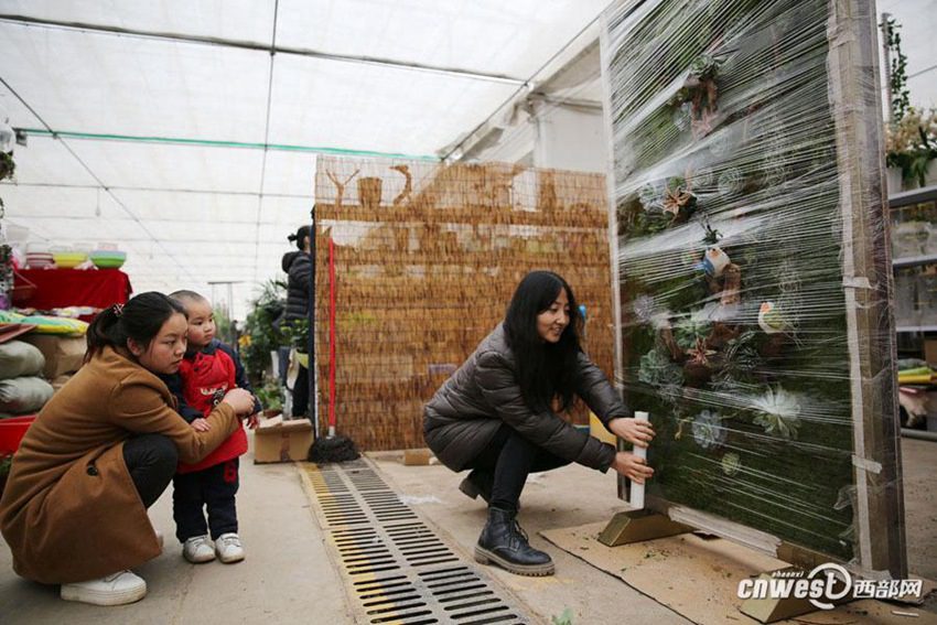 시안 20대 여성이 만든 다육식물 풍경화: 고품격 장식품