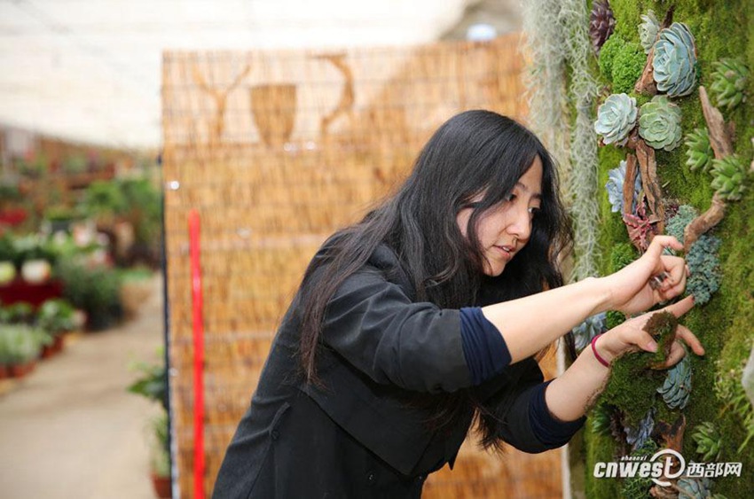 시안 20대 여성이 만든 다육식물 풍경화: 고품격 장식품