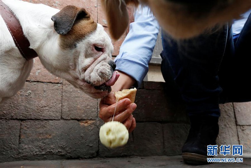 강아지의 보너스! 멕시코의 강아지 아이스크림 전문점 화제