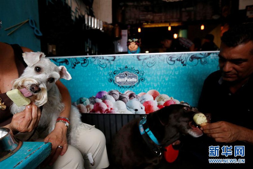 강아지의 보너스! 멕시코의 강아지 아이스크림 전문점 화제