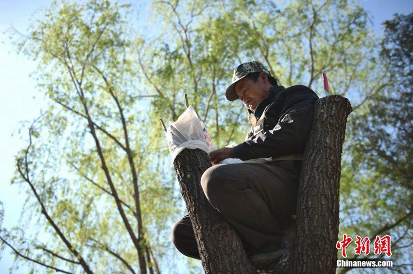 베이징 버드나무 꽃가루 침공! 베이징시 40만 그루 관리 나선다!