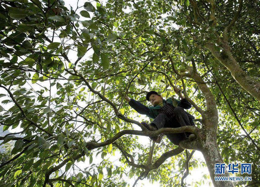 중국 충칭 고해발 산간 지역: 천년 된 나무에서 자라나는 찻잎