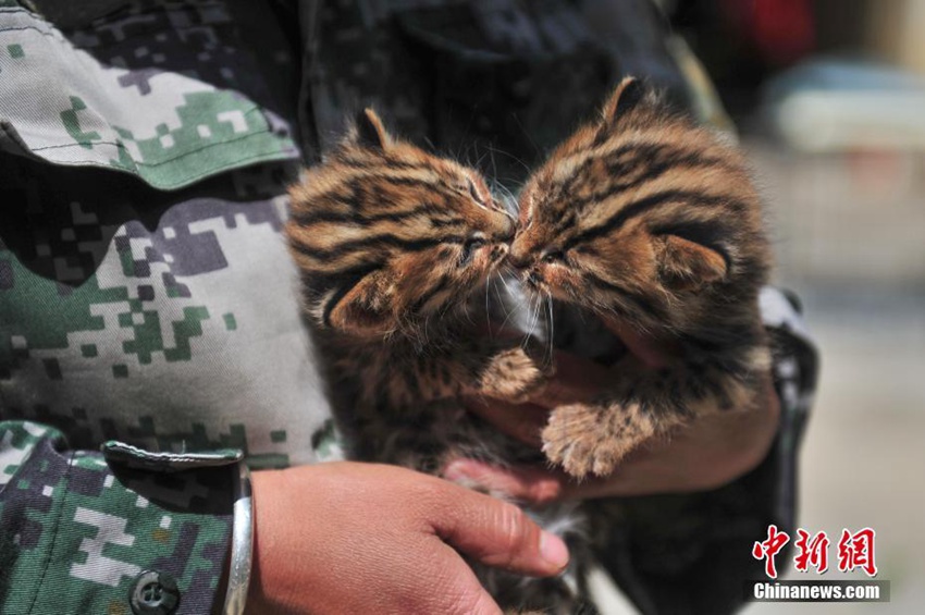 중국 윈난 야생동물원서 태어난 새끼 살쾡이, 너무 귀여워