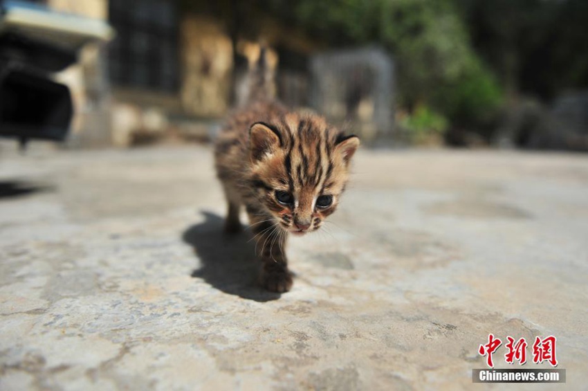 중국 윈난 야생동물원서 태어난 새끼 살쾡이, 너무 귀여워