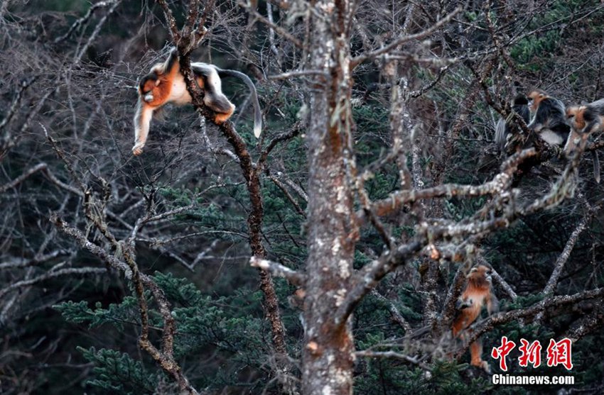 쓰촨 바오싱 경찰들 산속 수색작업 중 황금들창코원숭이 첫 발견