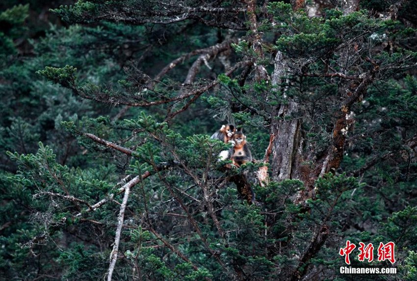 쓰촨 바오싱 경찰들 산속 수색작업 중 황금들창코원숭이 첫 발견