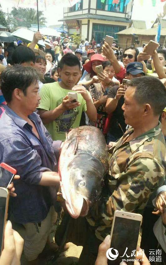 중국 윈난 만인 물고기 잡기 행사, 과연 누가 ‘신어왕’ 잡을까?