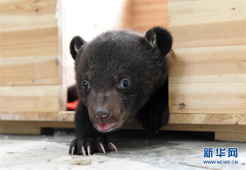 중국 안후이서 태어난 ‘쌍둥이’ 아시아흑곰, 인기스타로 급부상