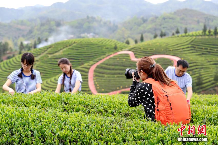 구이저우 산간 지역서 재배된 명품 ‘유기농 차’, 국내외 판로 확대