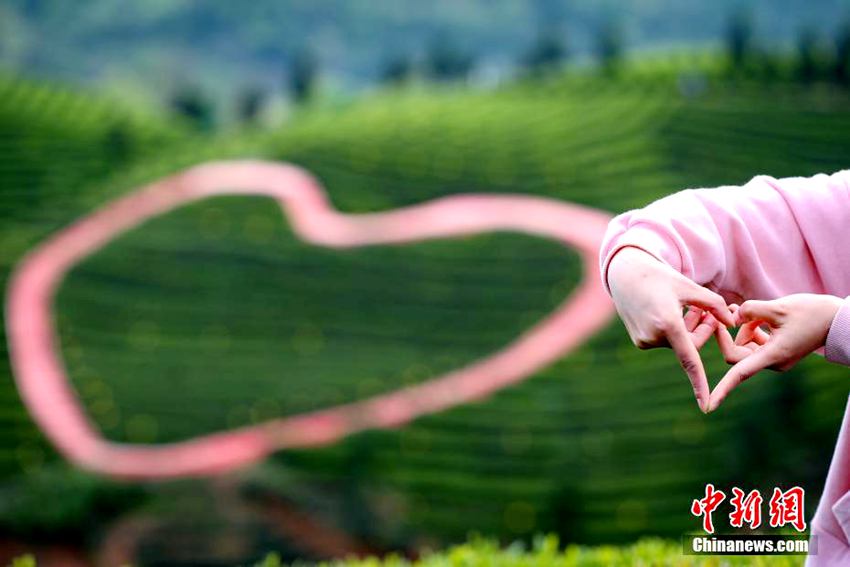 구이저우 산간 지역서 재배된 명품 ‘유기농 차’, 국내외 판로 확대