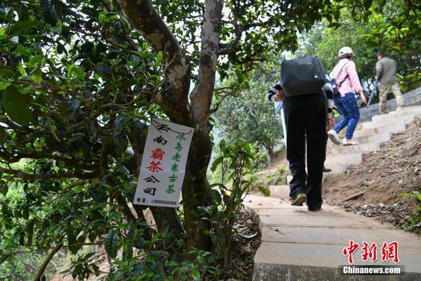 윈난 빙다오촌 탐방, 차 가격 10년 새 200배 급등