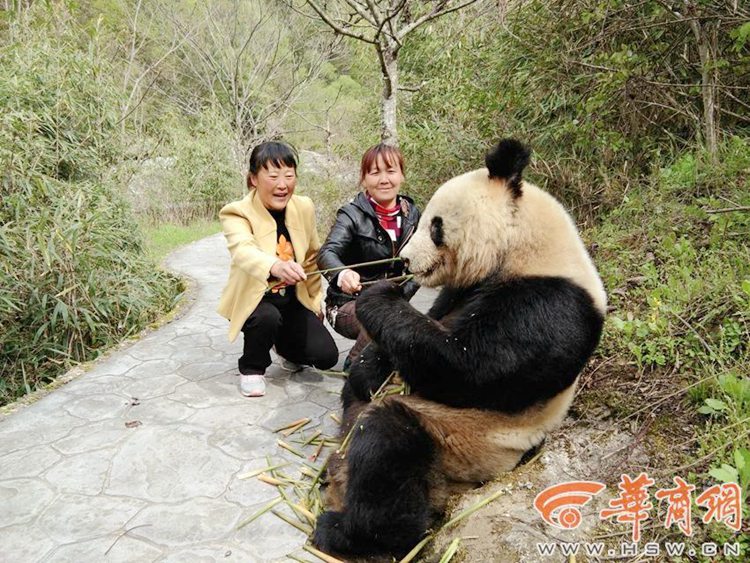중국 산시 관광지에 야생 판다 출현, “같이 사진 찍을래요?”