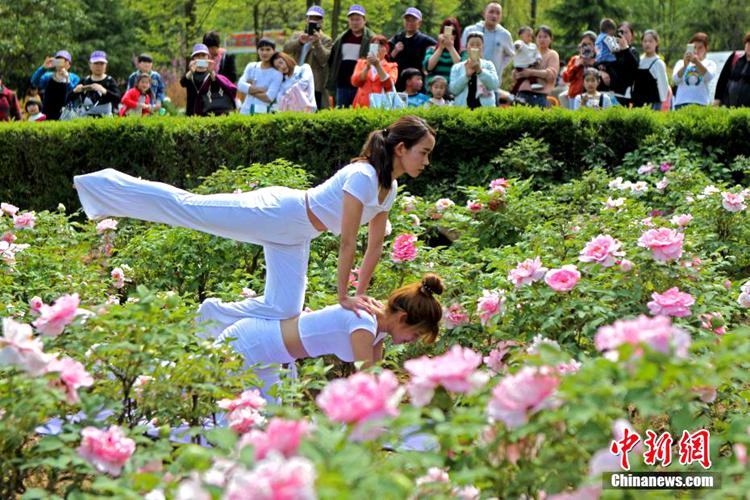 허난 모란꽃 축제 개최, 요가 미녀와 꽃의 불꽃 튀는 ‘미(美) 경쟁’