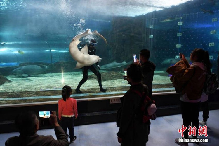 중국 창춘, 상어와 사랑에 빠진 ‘상어왕자’