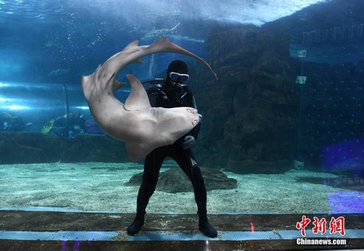 중국 창춘, 상어와 사랑에 빠진 ‘상어왕자’