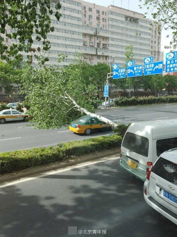 베이징 8~9급 바람 경보! 잇따라 쓰러지는 도로변 나무들, 위험천만