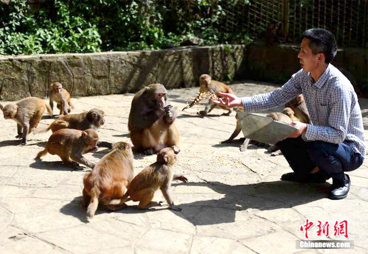중국 총칭: 50대 남성이 보살피는 원숭이 100마리, 인기 관광지로 부상