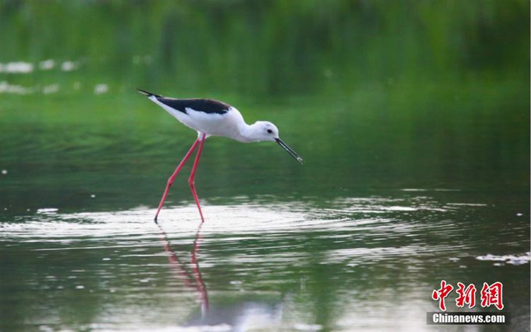 ‘아름다운 다리라인’을 자랑하는 물새들, 중국 장인서 목격