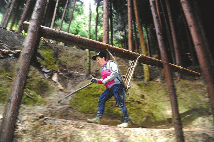쓰촨의 한 여성, 500kg의 나무 짊어지고 산속 활보