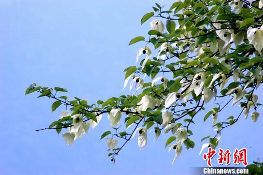 중국의 진귀한 식물: 쓰촨 야안에 활짝 핀 손수건나무꽃