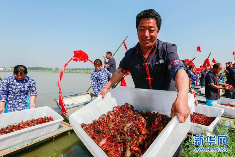중국 ‘바닷가재의 고향’ 장쑤 쉬이, 바닷가재 수확 ‘고고’